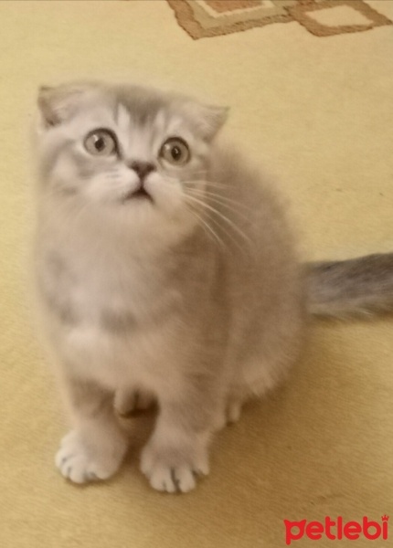 Scottish Fold, Kedi  Venüs fotoğrafı