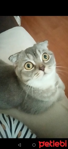 Scottish Fold, Kedi  Venüs fotoğrafı