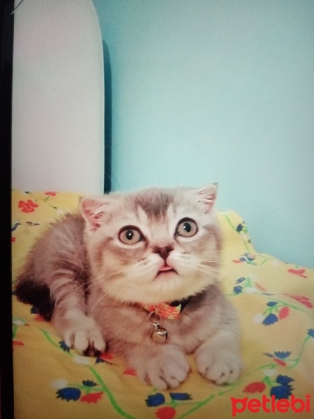 Scottish Fold, Kedi  Venüs fotoğrafı