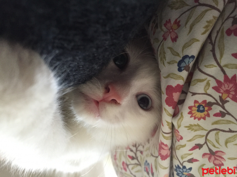 Van Kedisi, Kedi  Harman fotoğrafı