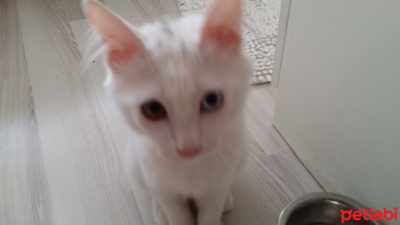 Van Kedisi, Kedi  Harman fotoğrafı