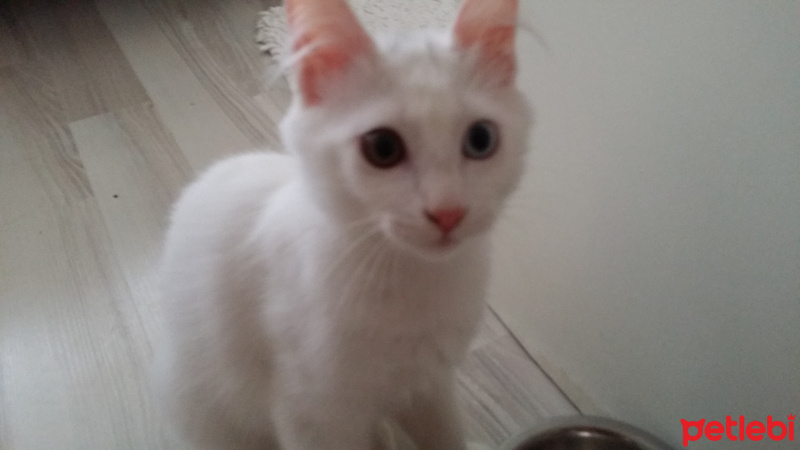 Van Kedisi, Kedi  Harman fotoğrafı