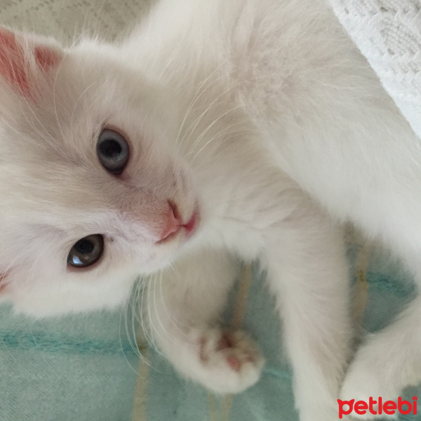 Van Kedisi, Kedi  Harman fotoğrafı