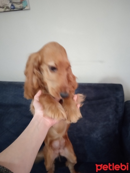 İngiliz Cocker Spaniel, Köpek  Alice fotoğrafı
