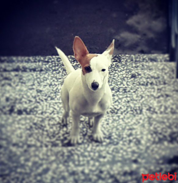Jack Russell Terrier, Köpek  Çakil fotoğrafı