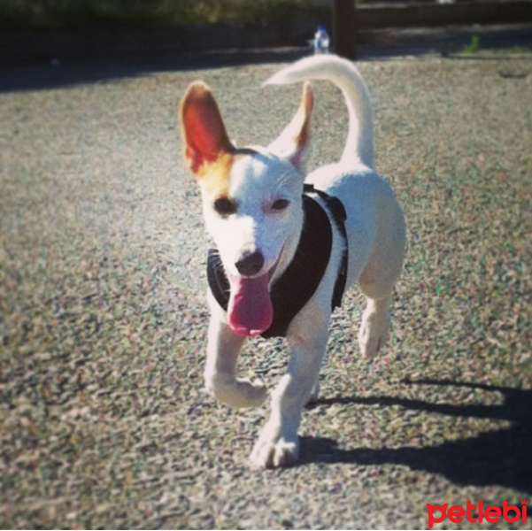 Jack Russell Terrier, Köpek  Çakil fotoğrafı