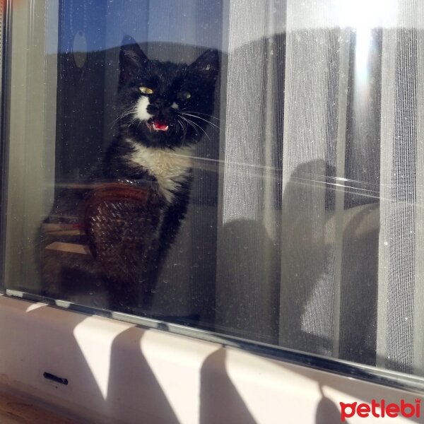 Tuxedo (Smokin) Kedi, Kedi  Şila fotoğrafı