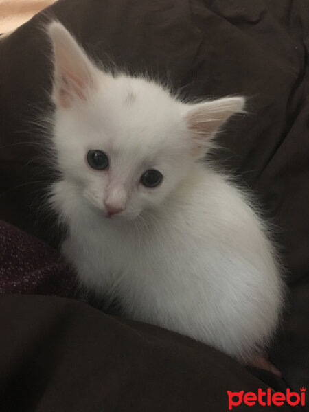 Ankara Kedisi, Kedi  Pamuk fotoğrafı