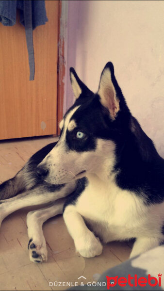 Sibirya Kurdu (Husky), Köpek  Hera fotoğrafı