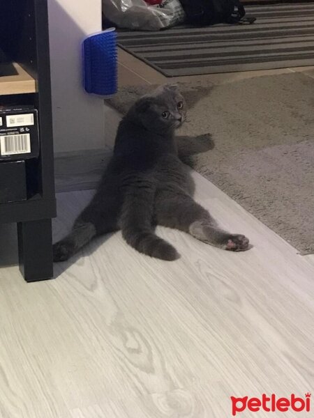 Scottish Fold, Kedi  Asuman fotoğrafı