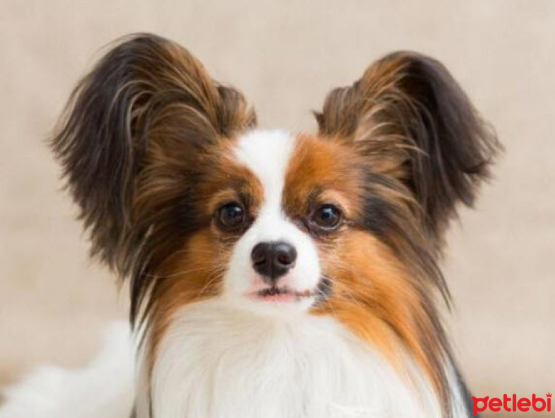 Pappilon, Köpek  Pepi fotoğrafı