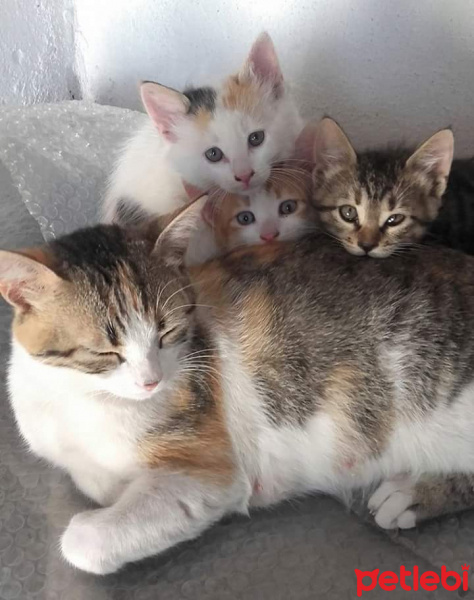 Tekir Kedi, Kedi  Pamuk , Cemre, Toprak fotoğrafı