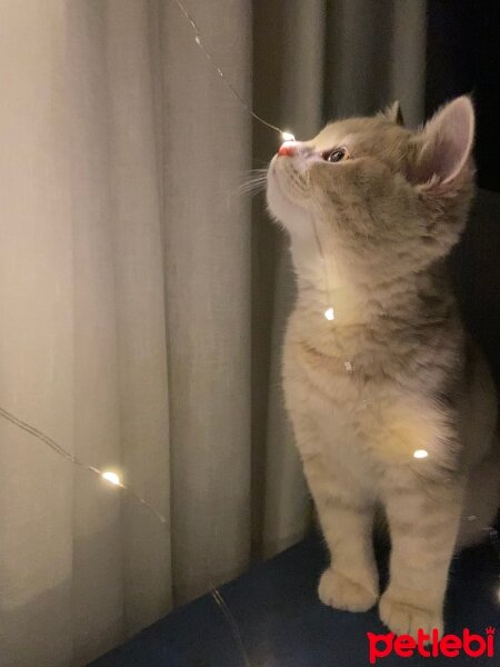 British Shorthair, Kedi  Başak fotoğrafı