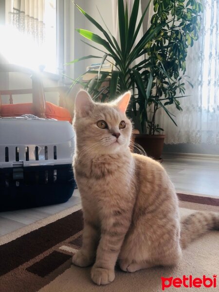 British Shorthair, Kedi  Başak fotoğrafı