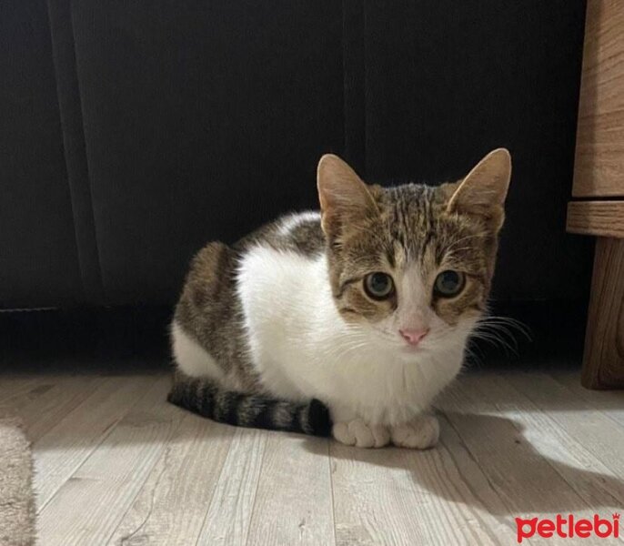 Tekir Kedi, Kedi  Çakıl fotoğrafı