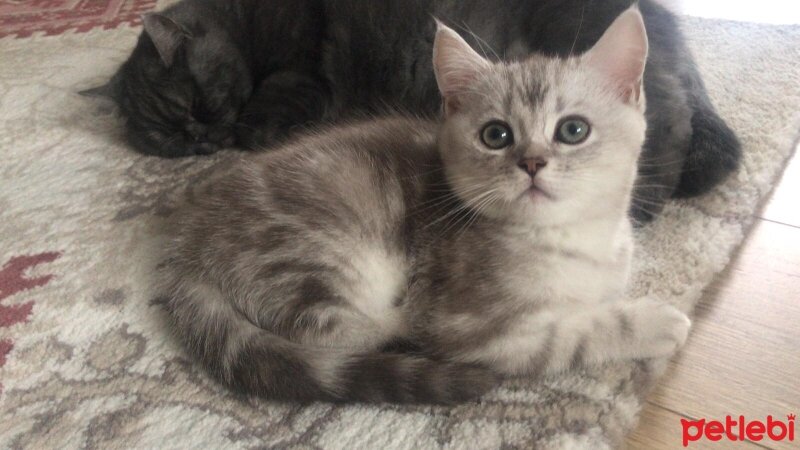 British Shorthair, Kedi  Juan fotoğrafı