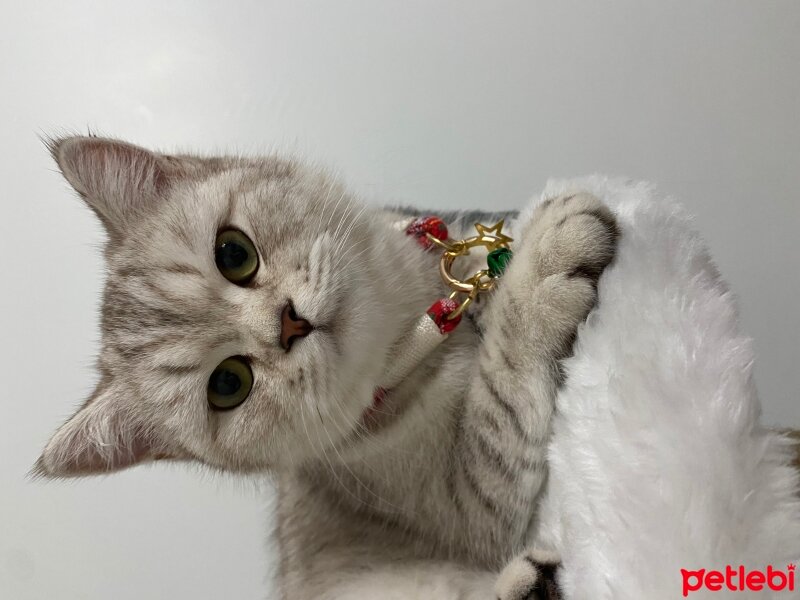 British Shorthair, Kedi  Maya fotoğrafı