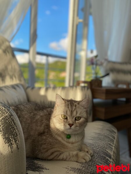 British Shorthair, Kedi  Maya fotoğrafı