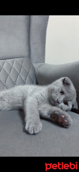 Scottish Fold, Kedi  Barny fotoğrafı
