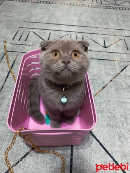 Scottish Fold, Kedi  Barny fotoğrafı