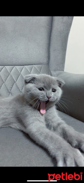 Scottish Fold, Kedi  Barny fotoğrafı
