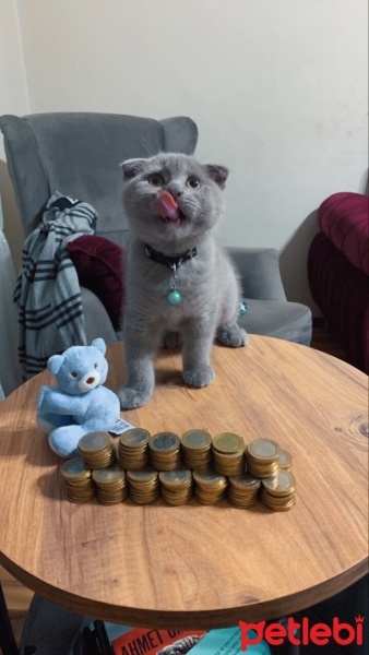Scottish Fold, Kedi  Barny fotoğrafı