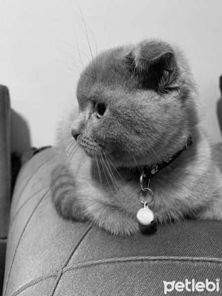 Scottish Fold, Kedi  Barny fotoğrafı
