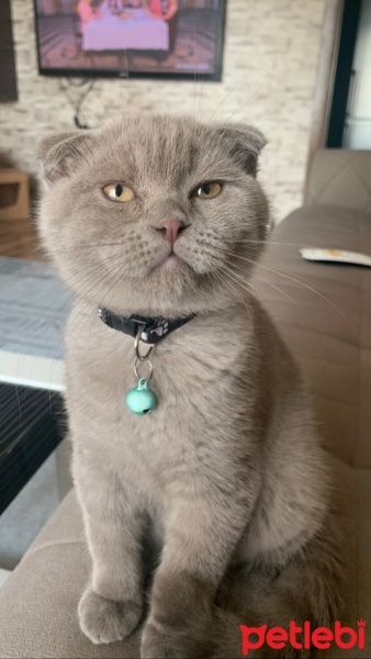 Scottish Fold, Kedi  Barny fotoğrafı