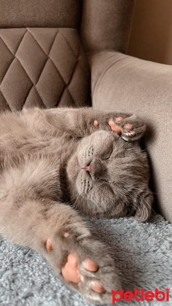 Scottish Fold, Kedi  Barny fotoğrafı