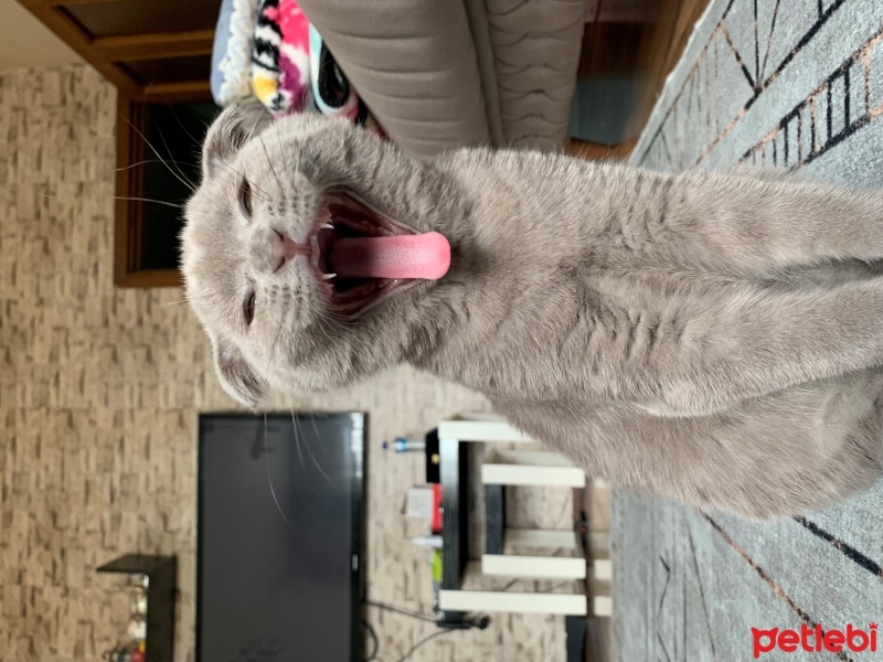Scottish Fold, Kedi  Barny fotoğrafı