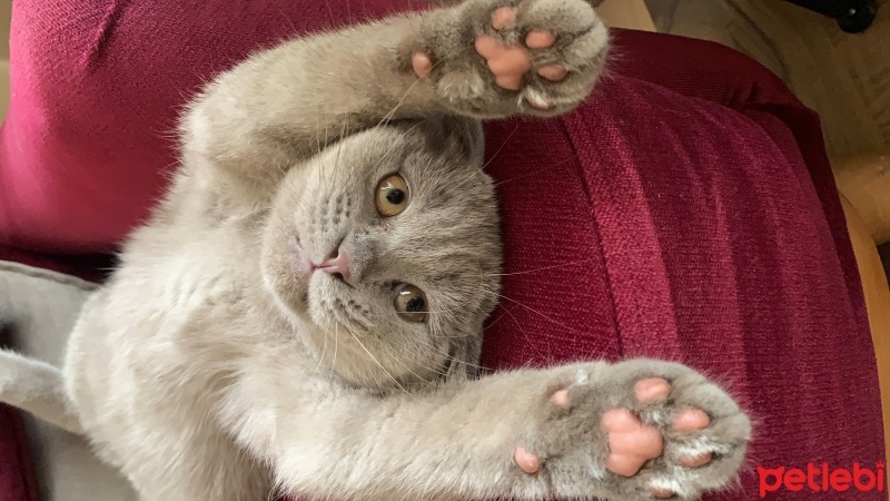 Scottish Fold, Kedi  Barny fotoğrafı