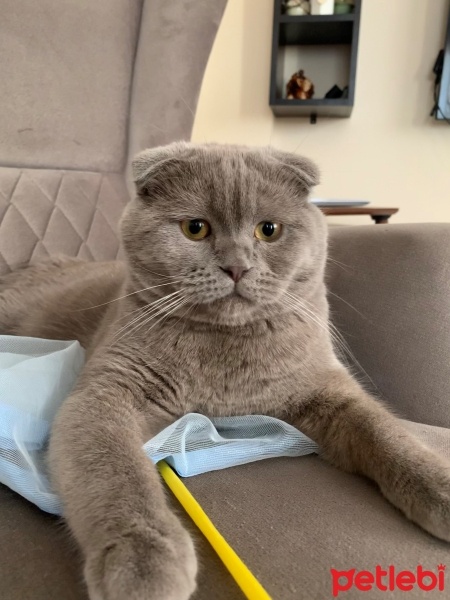 Scottish Fold, Kedi  Barny fotoğrafı