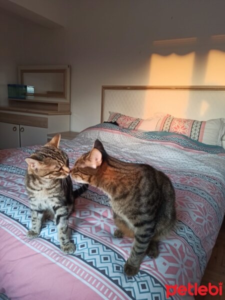 Bengal, Kedi  pusat ve gölge fotoğrafı