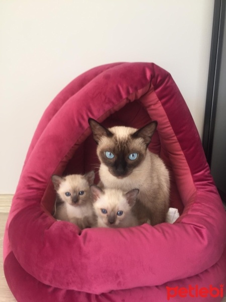 Siyam Kedisi, Kedi  Paris fotoğrafı