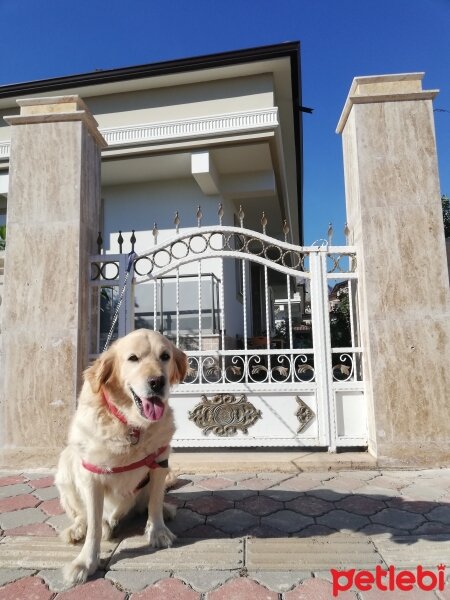 Golden Retriever, Köpek  Maykıl fotoğrafı