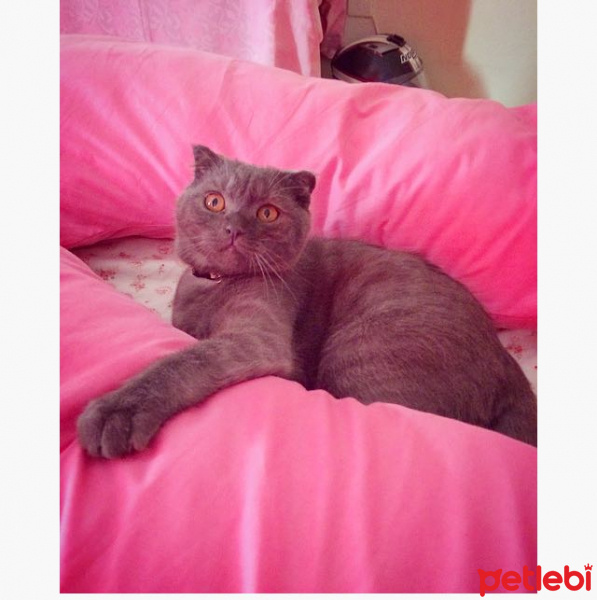 Scottish Fold, Kedi  Alex fotoğrafı