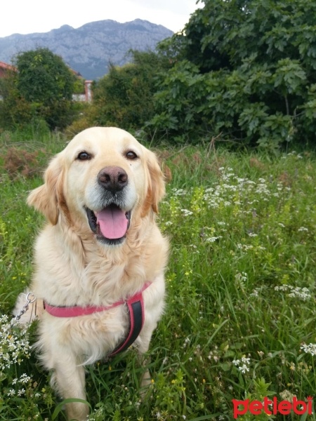 Golden Retriever, Köpek  Maykıl fotoğrafı