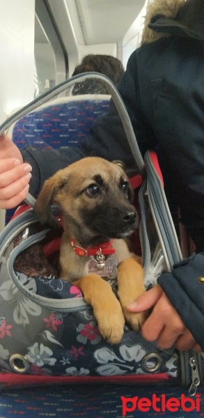 Sokö (Sokak Köpeği), Köpek  Cıngıl fotoğrafı