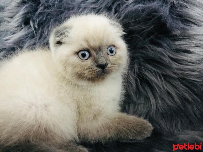 Scottish Fold, Kedi  bal fotoğrafı