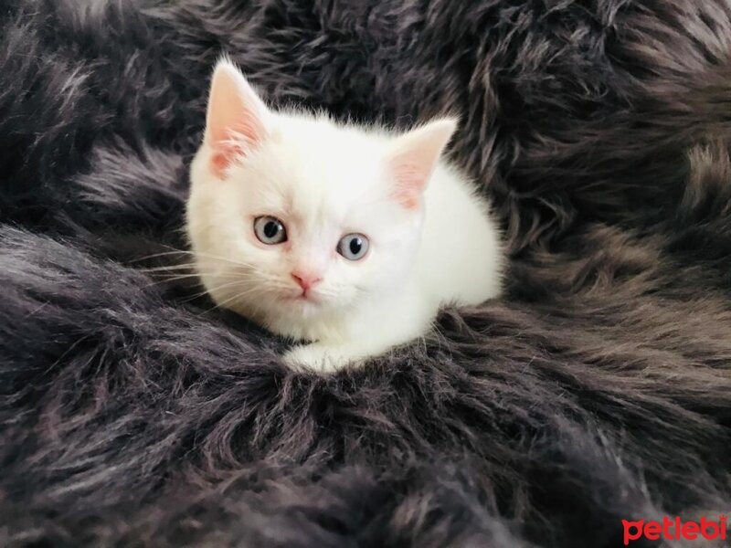 Scottish Fold, Kedi  bal fotoğrafı