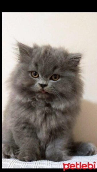 Scottish Fold, Kedi  bal fotoğrafı