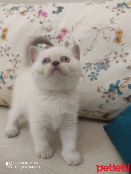 Scottish Fold, Kedi  bal fotoğrafı