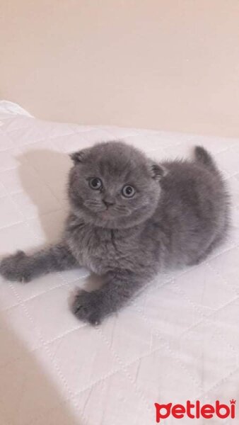 Scottish Fold, Kedi  bal fotoğrafı