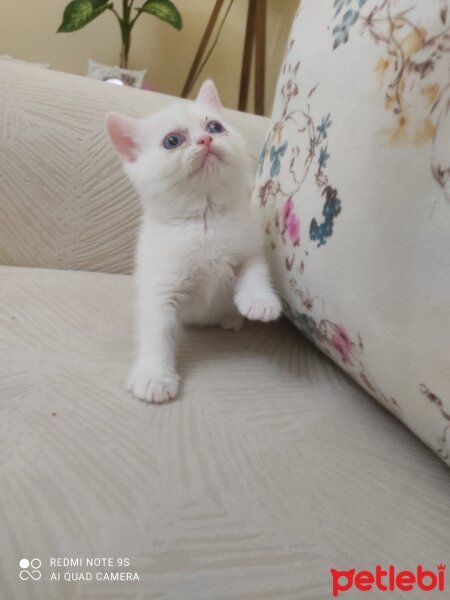 Scottish Fold, Kedi  bal fotoğrafı