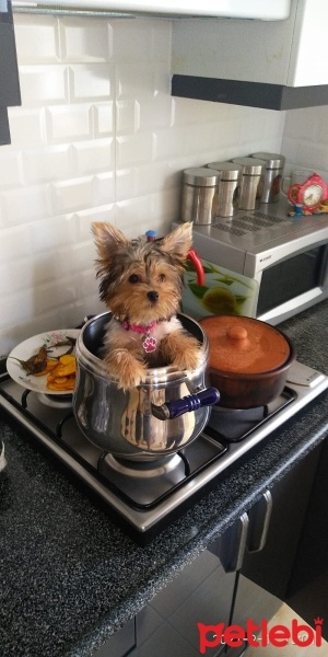 Yorkshire Terrier, Köpek  Mişa fotoğrafı