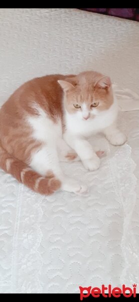 Ankara Kedisi, Kedi  Minnak fotoğrafı