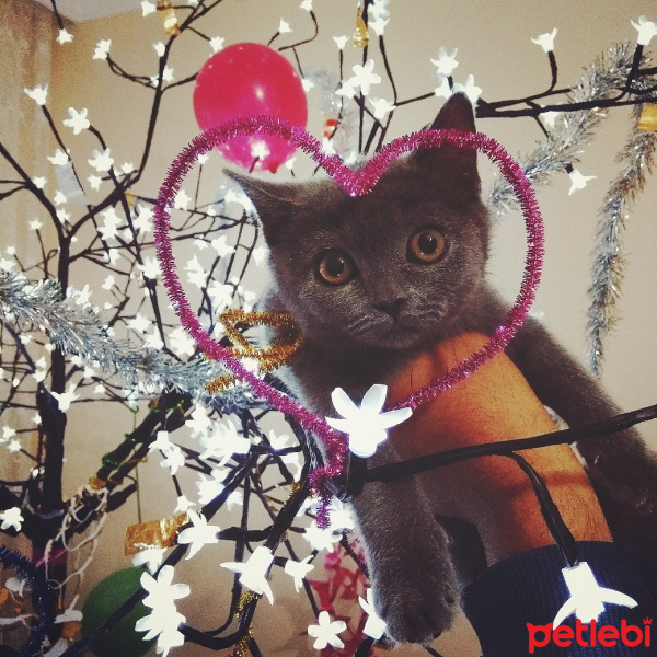 British Shorthair, Kedi  Bal fotoğrafı