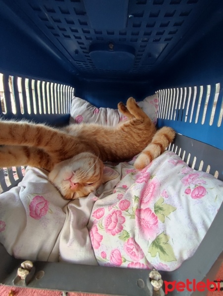 Tekir Kedi, Kedi  Turunç fotoğrafı