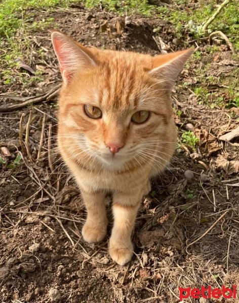 Tekir Kedi, Kedi  Turunç fotoğrafı