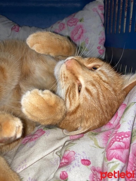 Tekir Kedi, Kedi  Turunç fotoğrafı
